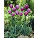 Tulipan Blue Heron - duża paczka! - 50 szt.