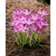 Krokus Roseus - duża paczka! - 100 szt.