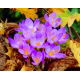 Krokus Jesienny Speciosus - duża paczka! - 100 szt.