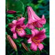 Lilia trąbkowa - Pink Perfection - duża paczka! - 10 szt.