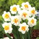Narcyz pełny Flower Drift - duża paczka! - 50 szt.
