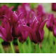 Tulipan Burgundy - duża paczka! - 50 szt.