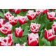 Tulipan Canasta - duża paczka! - 50 szt.