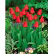 Tulipan Apeldorn - duża paczka! - 50 szt.