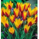 Tulipan botaniczny - Cynthia - duża paczka! - 50 szt.