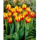 Tulipan Mickey Mouse - opak. 5 szt.