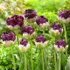 Tulipan Wow - 5 szt.