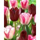 Tulipan Playgirl + National Velvet - zestaw 2 odmian - 50 szt.