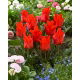 Tulipan Red Riding Hood - opak. 5 szt.