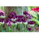 Tulipan Wow - 5 szt.