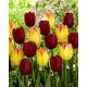 Tulipan Suncatcher + National Velvet - zestaw 2 odmian - 50 szt.