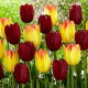 Tulipan Suncatcher + National Velvet - zestaw 2 odmian - 50 szt.