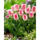Tulipan Drakensteyn - 5 szt.