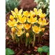 Krokus Romance - 10 szt.