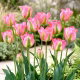 Tulipan Groenland - duża paczka! - 50 szt.