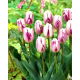 Tulipan Flaming Flag - duża paczka! - 50 szt.