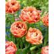 Tulipan Copper Image - duża paczka! - 50 szt.