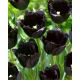 Tulipan Fringed Black - duża paczka! - 50 szt.