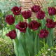 Tulipan Gorilla - duża paczka! - 50 szt.