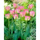 Tulipan Groenland - duża paczka! - 50 szt.