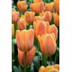 Tulipan Daydream - duża paczka! - 50 szt.