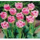 Tulipan Fancy Frills - duża paczka! - 50 szt.