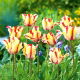 Tulipan Flaming Parrot - duża paczka! - 50 szt.