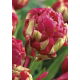 Tulipan lodowy - Renown Unique - duża paczka! - 50 szt.