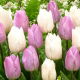 Tulipan Candy Prince + White Prince - zestaw 2 odmian - 50 szt.