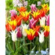 Tulipany liliokształtne - mix kolorów - 60 szt.