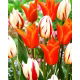 Tulipan Ballerina + Carnaval de Rio - zestaw 2 odmian - 50 szt.