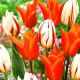 Tulipan Ballerina + Carnaval de Rio - zestaw 2 odmian - 50 szt.