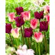 Tulipan Crown of Dynasty + Negrita Crown - zestaw 2 odmian - 50 szt.