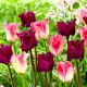 Tulipan Crown of Dynasty + Negrita Crown - zestaw 2 odmian - 50 szt.