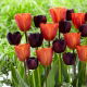 Tulipan Queen of Night + Annie Schilder - zestaw 2 odmian - 50 szt.
