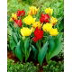 Tulipan Abba + Monte Carlo + Monsella - zestaw 3 odmian - 45 szt.
