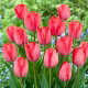 Tulipan Van Eijk - GIGA paczka! - 250 szt.