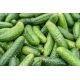 Ogórek Edyp F1 - NANO-GRO - 30% większe zbiory
