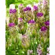 Tulipan Purple Tower - duża paczka! - 50 szt.