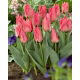 Tulipan niski różowy - Greigii pink - duża paczka! - 50 szt.