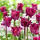 Tulipan Negrita Crown - duża paczka! - 50 szt.