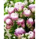 Tulipan Peggy Wonder - duża paczka! - 50 szt.