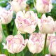 Tulipan Shirley Double - duża paczka! - 50 szt.