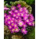 Zawilec grecki - Violet Star - duża paczka! - 80szt.