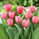 Tulipan Pink Impression - duża paczka! - 50 szt.