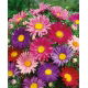 Aster pojedynczy - mieszanka