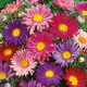 Aster pojedynczy - mieszanka