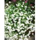 Lobelia zwisła biała