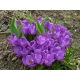 Krokus Remembrance - GIGA paczka! - 500 szt.