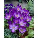 Krokus Ruby Giant - GIGA paczka! - 500 szt.